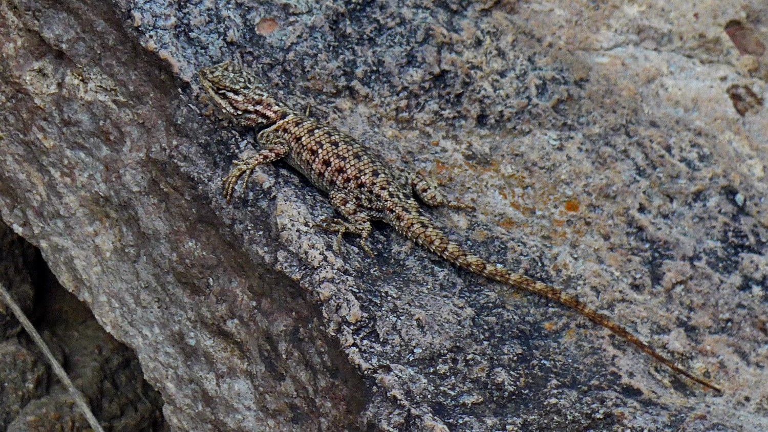 Lizard - good adapted to the rock!